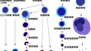 【骨髄移植から1年半】好中球が定期的に低くなる