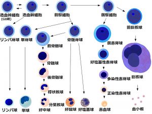 造血細胞分化の画像