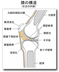 膝の構造図